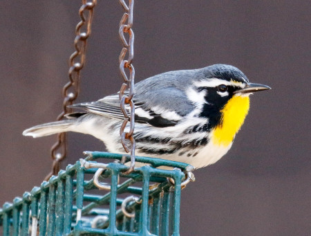 Yellow-throated Warbler