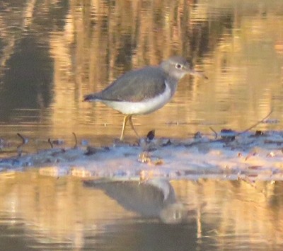 Spotted Sandpiper